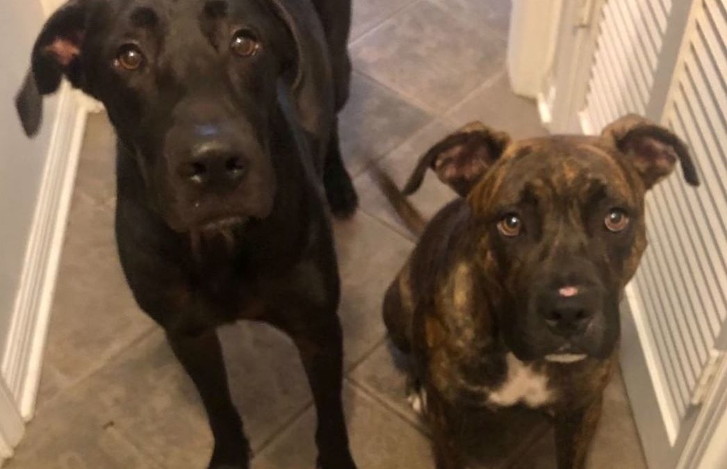 Just Do Right, and the Tale of My Two Rescue Dogs